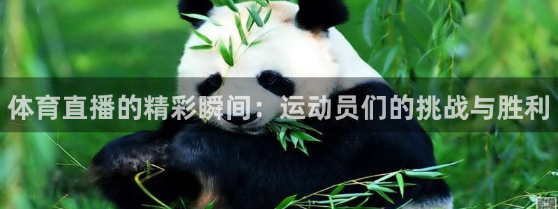 新球体育篮球比分：体育直播的精彩瞬间：运动员们的挑战与胜利